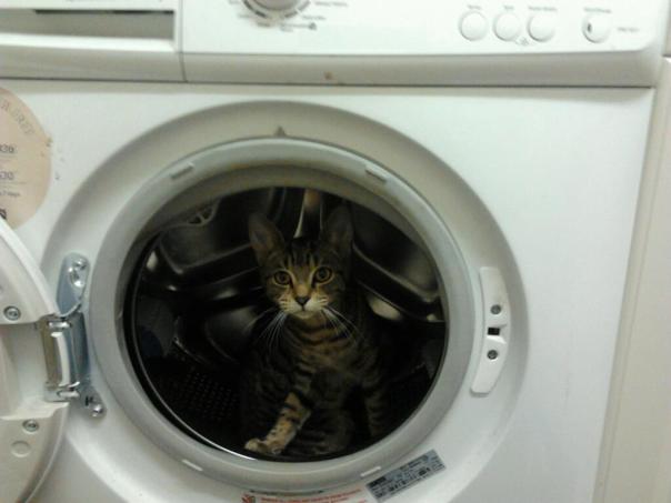 cat washing machine