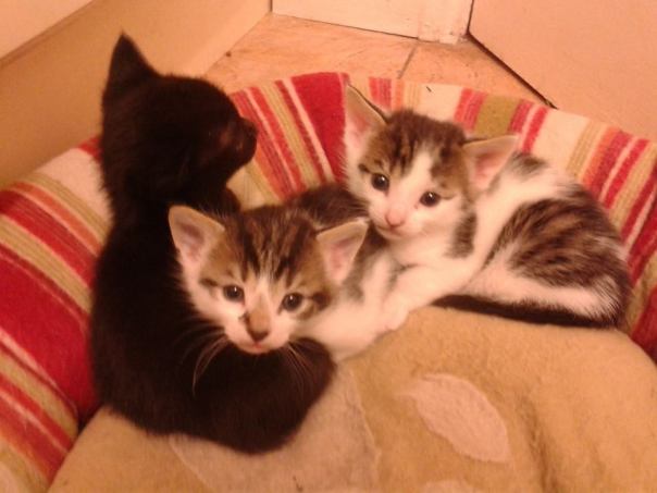 kittens 4